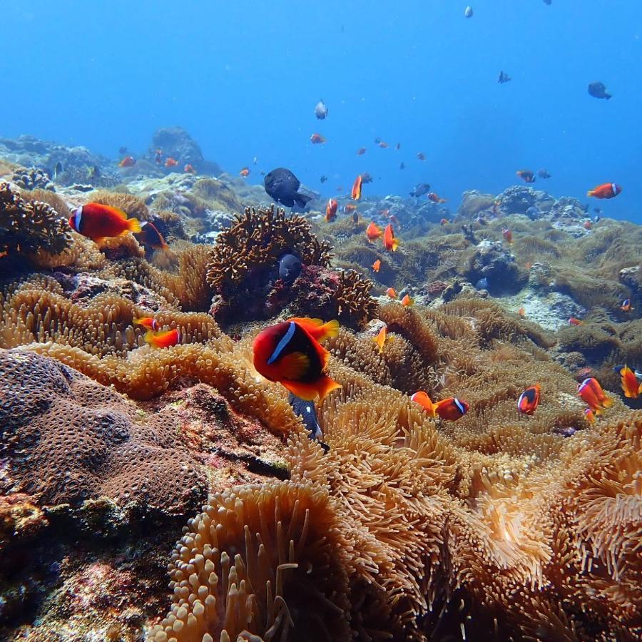 Green Island Ocean Rhythem Dive B&B 綠島海韻民宿 외부 사진